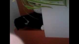 Patch at Play.mp4