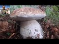 Il top dei funghi porcini al Parco dei cento laghi - Ottobre 2018