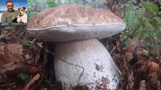 The top of the porcini mushrooms in the Park of one hundred lakes - October 2018