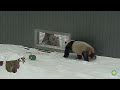 Giant Pandas Bao Li and Qing Bao Socialize in the Snow