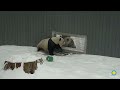 Giant Pandas Bao Li and Qing Bao Socialize in the Snow