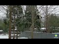 Giant Pandas Bao Li and Qing Bao Socialize in the Snow