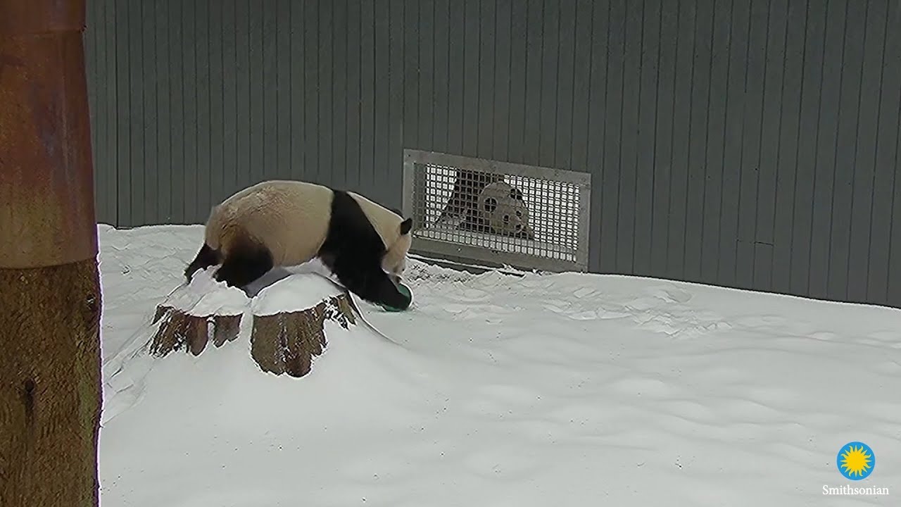 Giant Pandas Bao Li and Qing Bao Socialize in the Snow