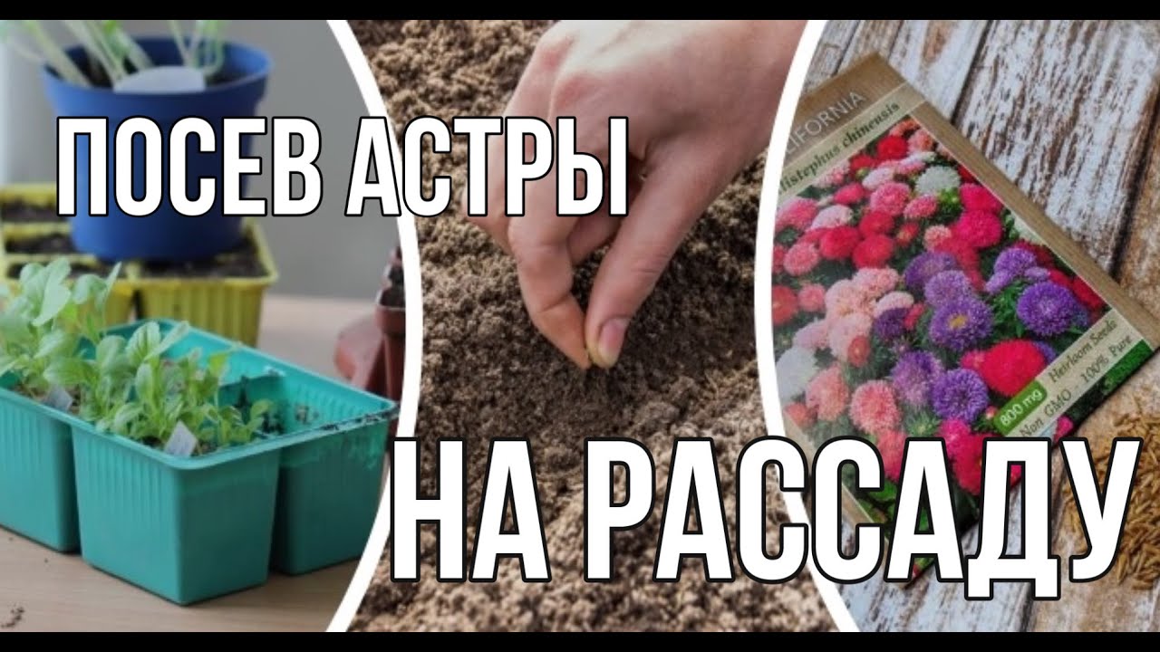 Астры в улитках. Посадка астры на рассаду. Посев астры на рассаду в улитку. Рассада астры в улитке.