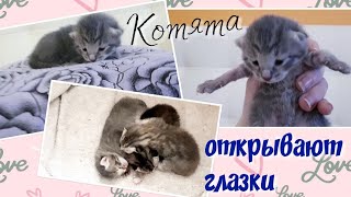 КОТЯТА ОТКРЫВАЮТ ГЛАЗКИ. КОТЯТА ОТКРЫВАЮТ ГЛАЗКИ.