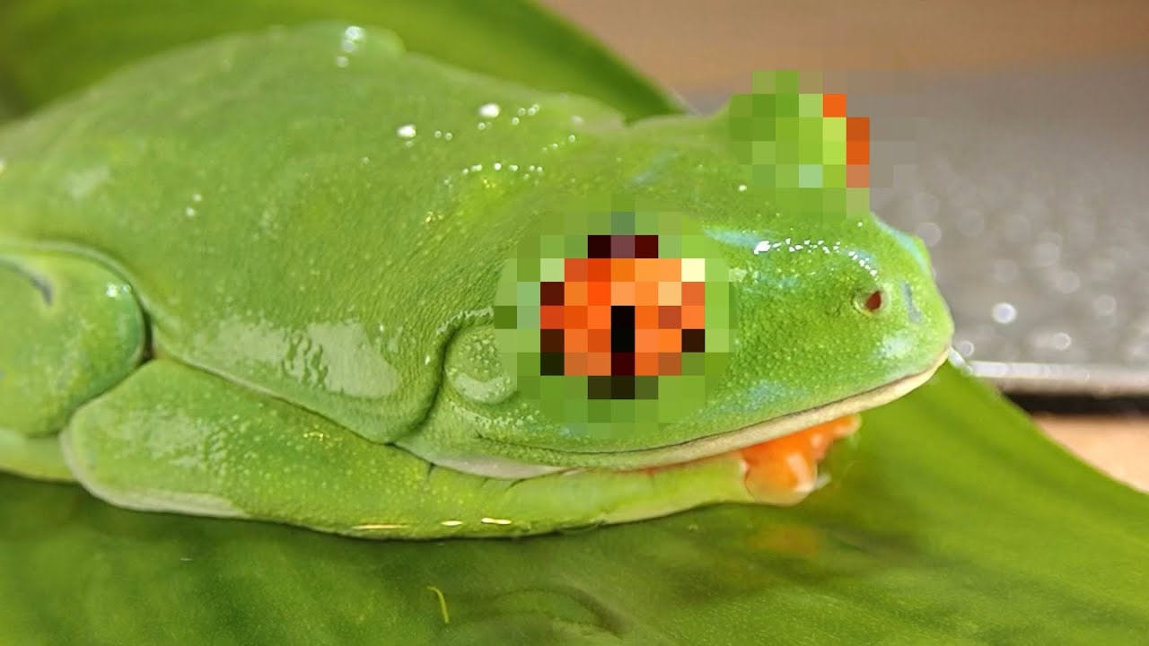 Frog wakes up high on drugs - YouTube