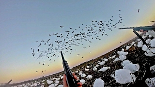 5 Man Limit in 22MPH WINDS!CRAZY GOOSE HUNTING FT. Andrew Flair