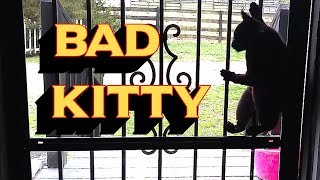Cat Breaks Into My House!