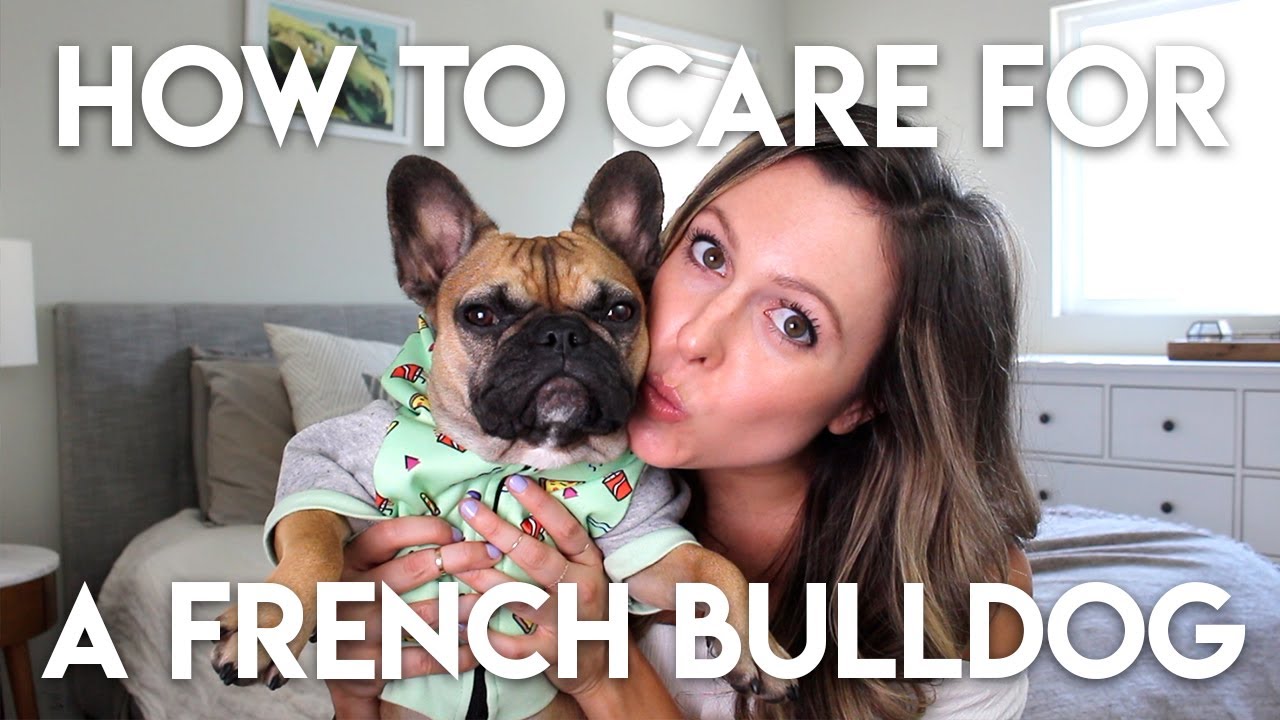 HOW TO TAKE CARE OF A FRENCHIE - YouTube