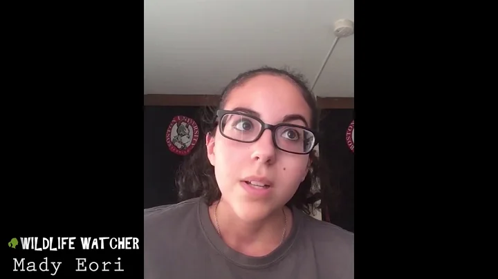 Jane's Traffic Stop: Wildlife Watcher Mady Eori Re...