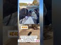 wooowww‼️‼️antrian panjang dikebun binatang Ichikawa,hanya untuk PUNCH 🥰🥰#beritaterkini #viral #fyp