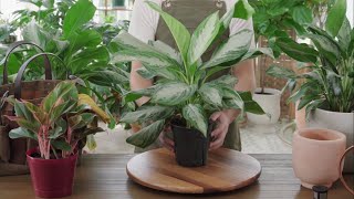 How to Grow & Care for Chinese Evergreen (Aglaonema) Indoors