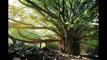 THE BANYAN TREE