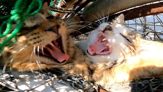 子猫の休憩場所にお邪魔してきた
