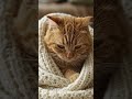 Cute sad cat #aishorts #cat