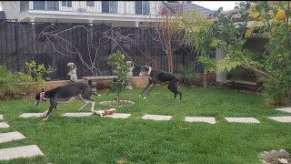 Greyhound sisters playing together after 2 years apart