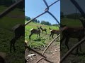 Марал Вова! Кормление маралов #deer #mountains #animal #nature #алтай #travel