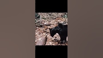 python attack on black panther#shorts#wildanimals#wildlife