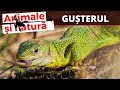 Gusterul, mai mult decat o soparla. Cine este dusmanul natural de temut al gusterului?