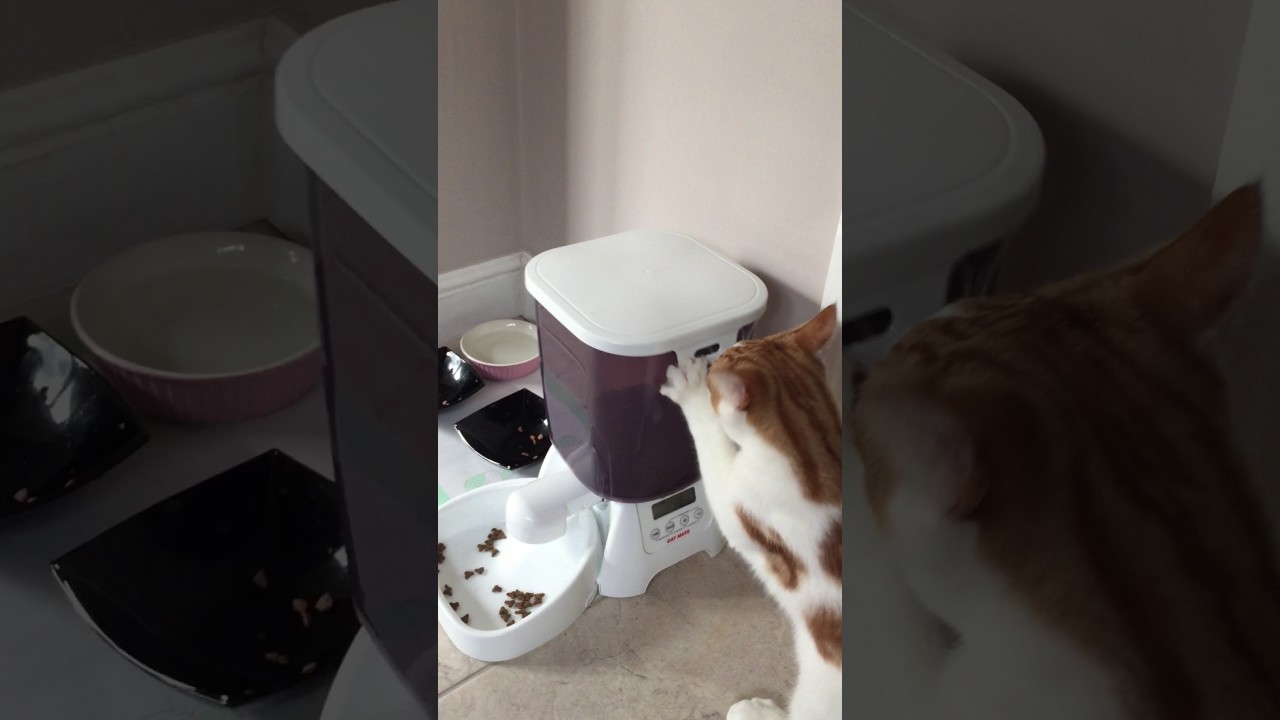 surfen Haarzelf Verrast A cat's review of Cat Mate C3000 Automatic Dry Food Feeder - YouTube
