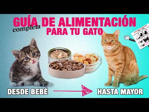 Video: Conceptos básicos de nutrición para gatos mayores