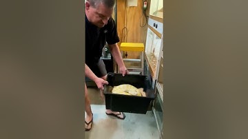 SNAKE EGGS! Albino carpet python