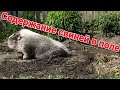 вислобрюхие свиньи, содержание в поле