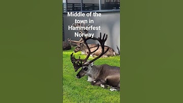 Thumbnail of Deer in the middle of the town/Hammerfest Norway