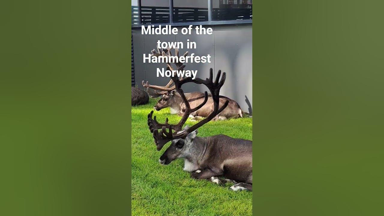Deer in the middle of the town/Hammerfest Norway