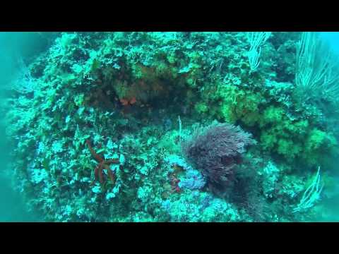 Plongée Diving Costa Brava   Begur sa tuna   punta es plom PNJ AEE S70+