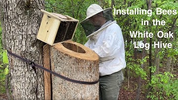 Installing a package of bees in a log hive