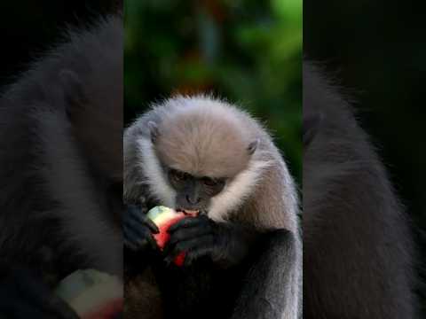 Monkey eating watermelons