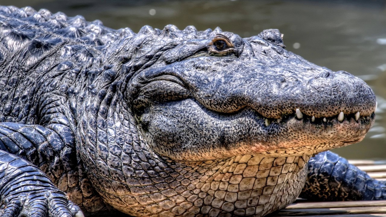 big crocodile free jigsaw download all hd images youtube