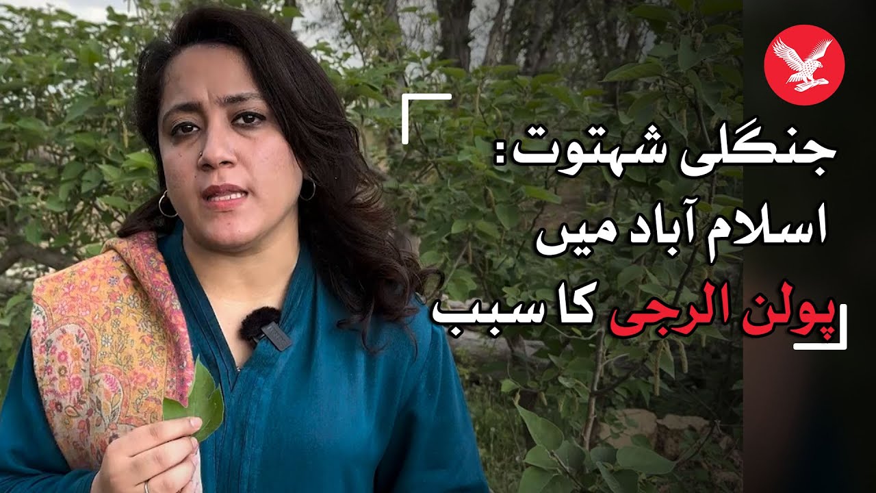 Wild Mulberry, cause of Pollen allergy in Islamabad YouTube