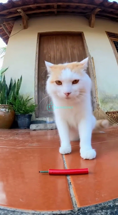 “Kucing & Monyet Ngamen Disiram Emak-Emak! Endingnya Bikin Ngakak 🤣😂” #funnycat #videoai #videosora2