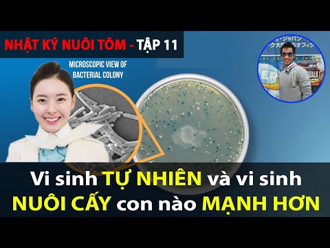 Video: Ao sinh học: định nghĩa, phân loại, các loại, quy trình và xử lý nước sinh học