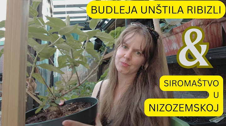 BILJKA KOJA MI JE UNIŠTILA GRM // GLADNA DJECA U NIZOZEMSKOJ -TEŠKO SIROMAŠTVO