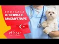 Ветклиника в Махмутларе.Турция Алания .Содержание домашних животных в Турции .