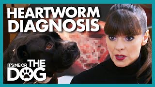 Shock as Victoria Breaks News of Dog's Heartworm | It's Me or The Dog