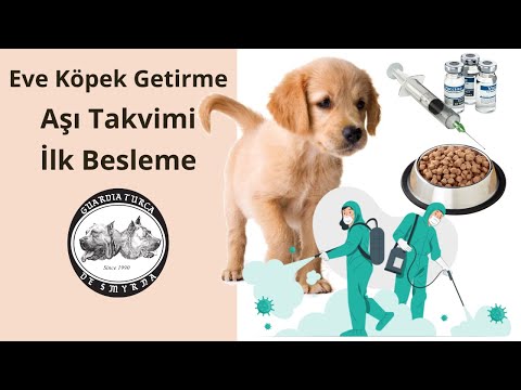 Video: Bir Veterinere Sorun: Köpeğim Bir Yavru Köpeğimden Gelirse Önemli mi?