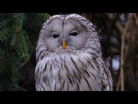 Дивовижний світ. Хижі птахи