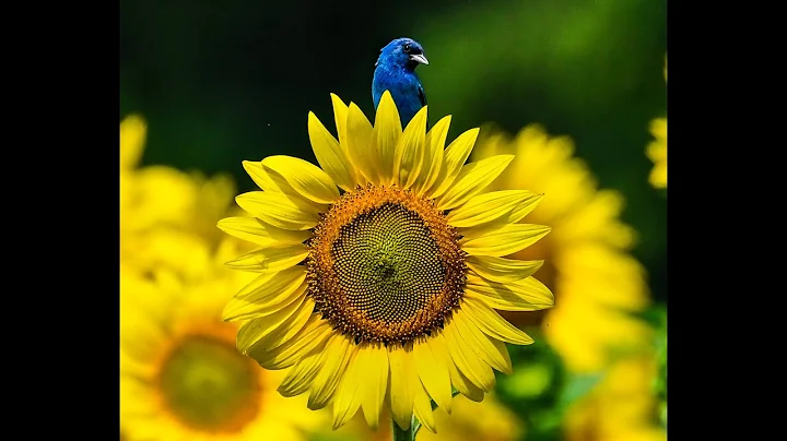 Sustainable Wildlife Gardening in Alexandria, Virg...