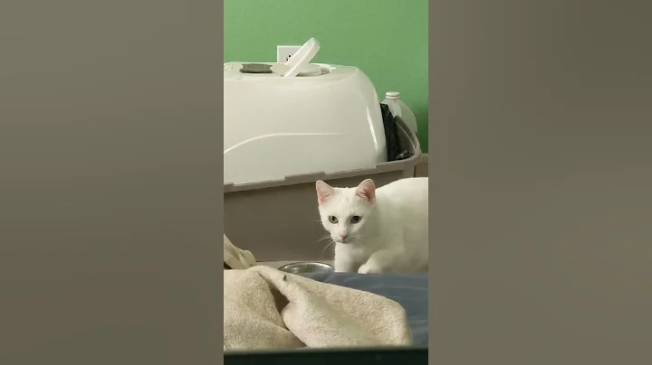 Video 1252641: cream tabby cat, tabby cat white, tabby cat playing