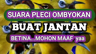 SUARA PLECI OMBYOKAN || PEJANTAN JADI NGALAS PLONGGG || betina minggir dulu ya