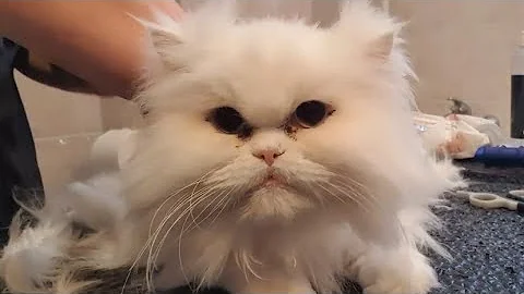 Video 6563451: persiancat persians, white persian cat's grooming, persiancat cats catlover