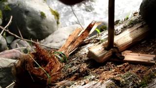Mullein On Cedar Hand Drill by The Creek