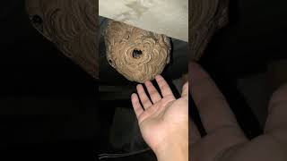 Hornet&#39;s nest #hornet #nest #wildlife #hornets