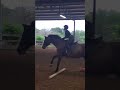 Cantering poles with moonie plf equestrian   pony equestrian subscribete