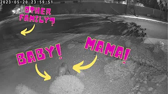 Javelina mama and baby having a midnight snack: [05-21-2023] #javelina #wildlife #phoenix