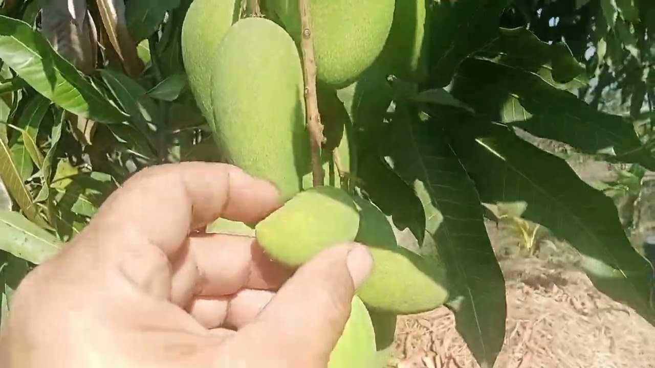 มะม่วงอกร่อง บนต้นแม่มะม่วงกะร่อนนา